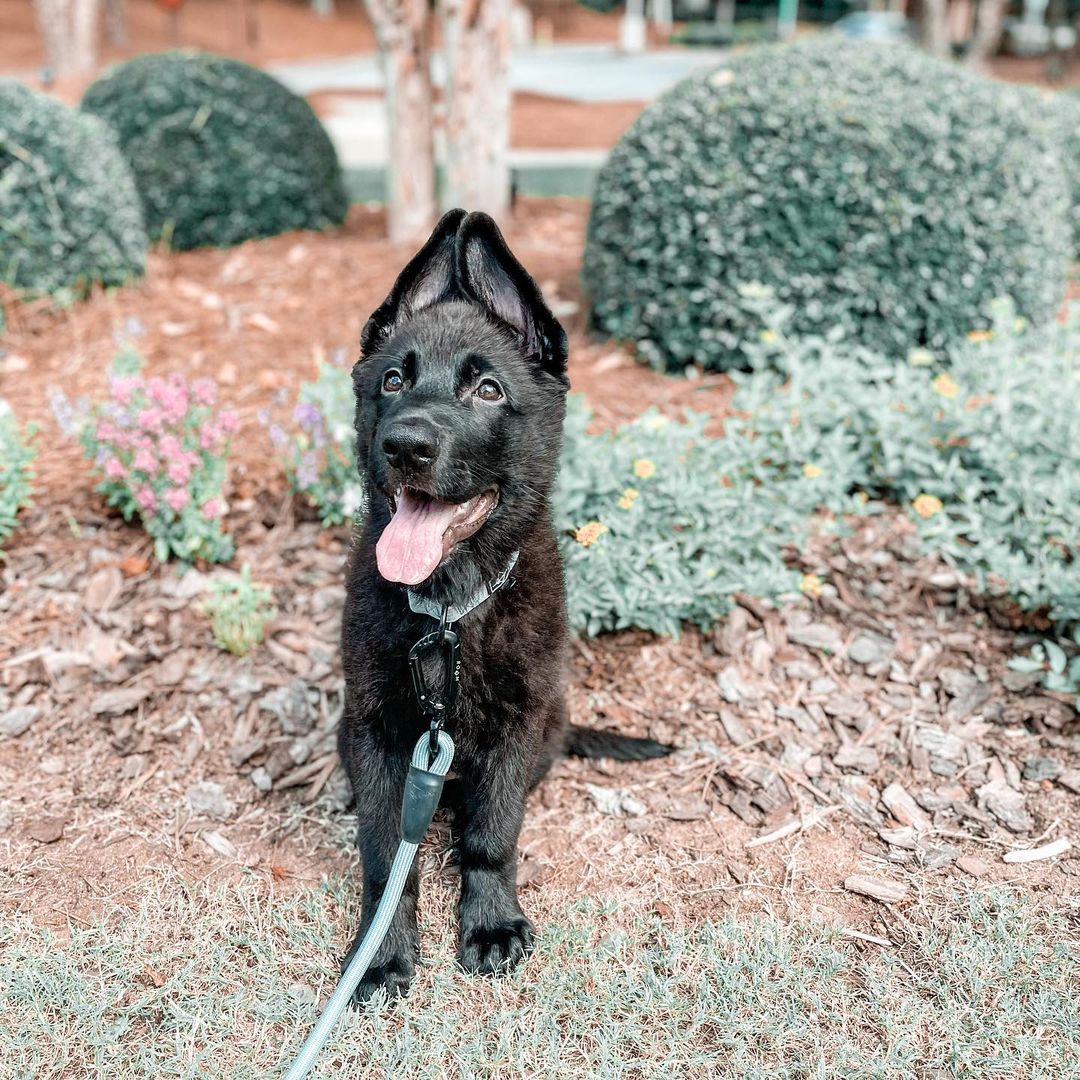 PET FRIENDLY WITH DOG PARK